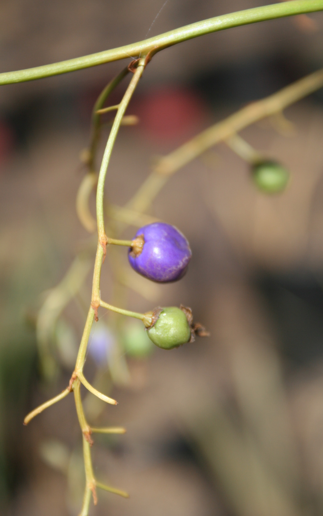 Fruit